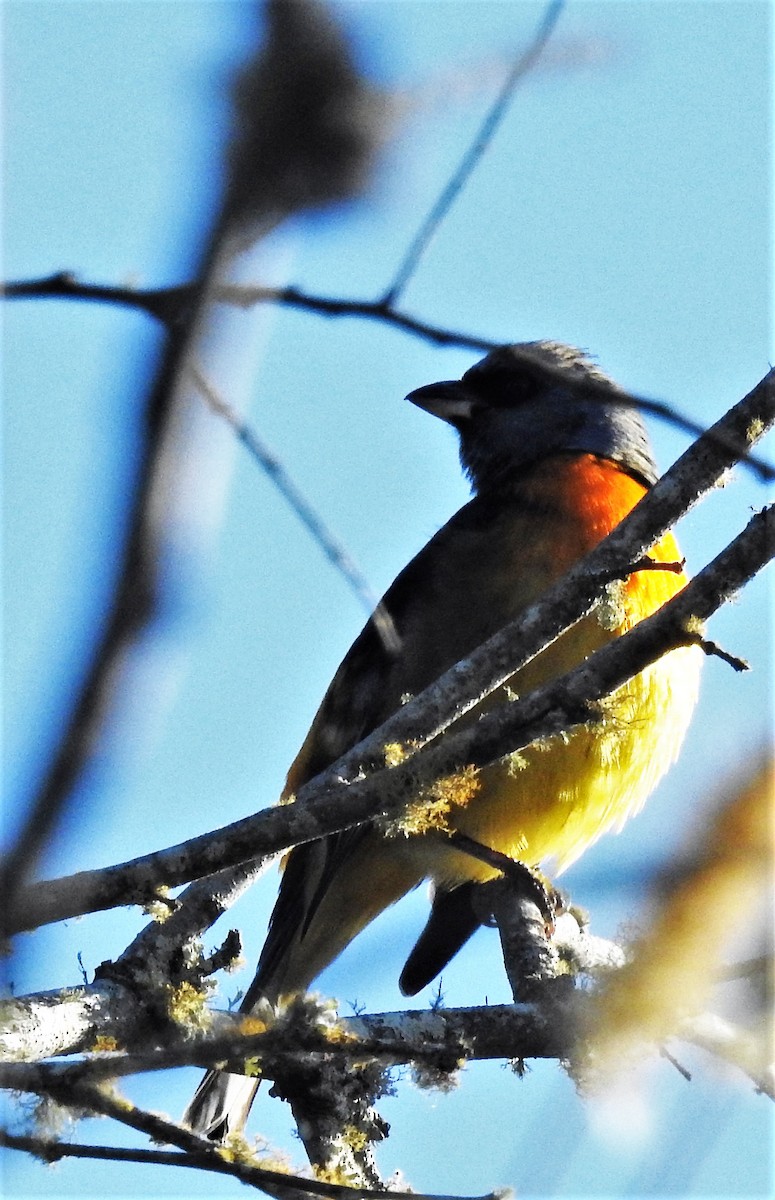 Blue-and-yellow Tanager - ML167477211