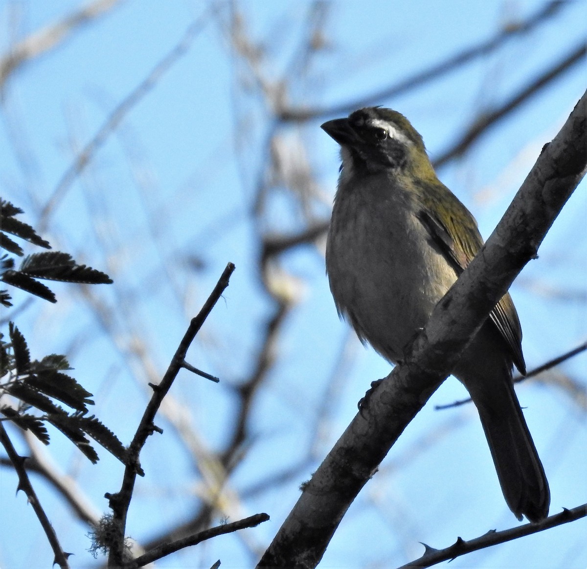 Green-winged Saltator - ML167477221
