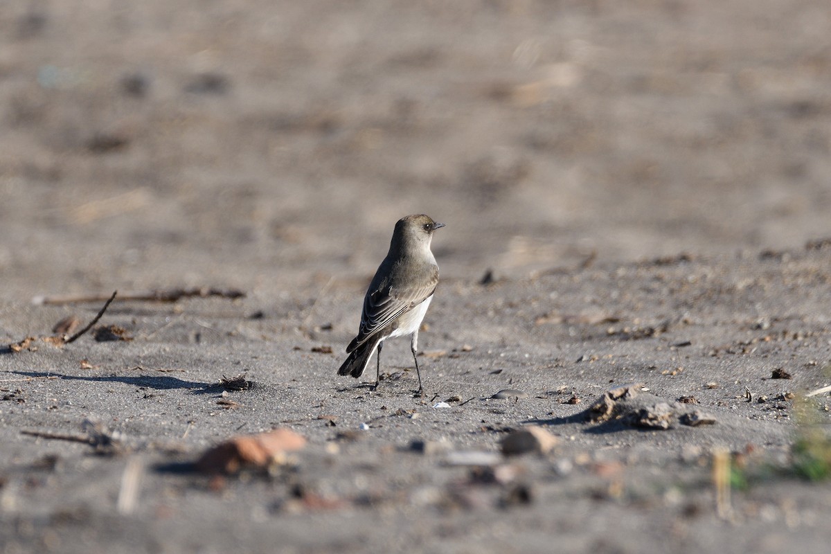 Dark-faced Ground-Tyrant - ML167477481