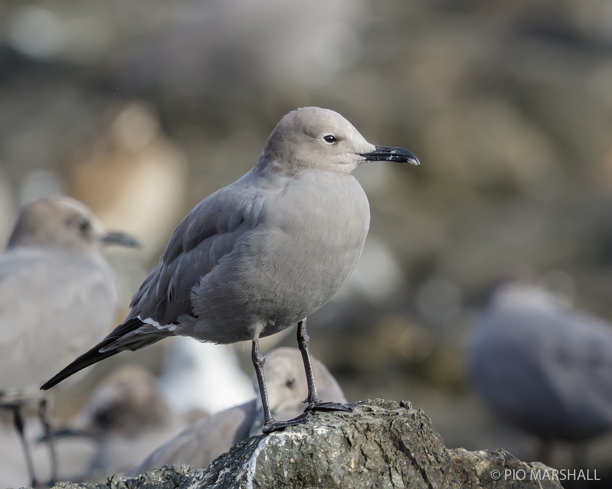 Gray Gull - ML167477861