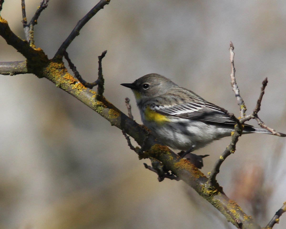 Yellow-rumped Warbler - ML167479831