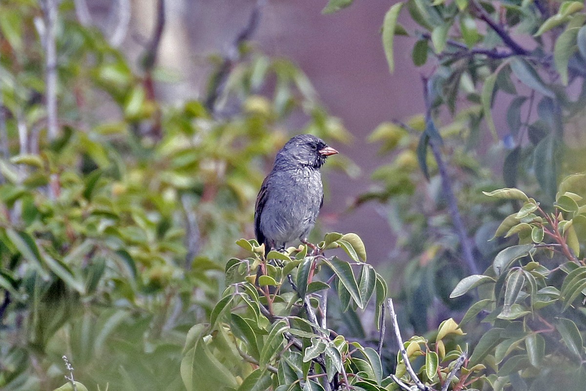 Black-chinned Sparrow - David McQuade