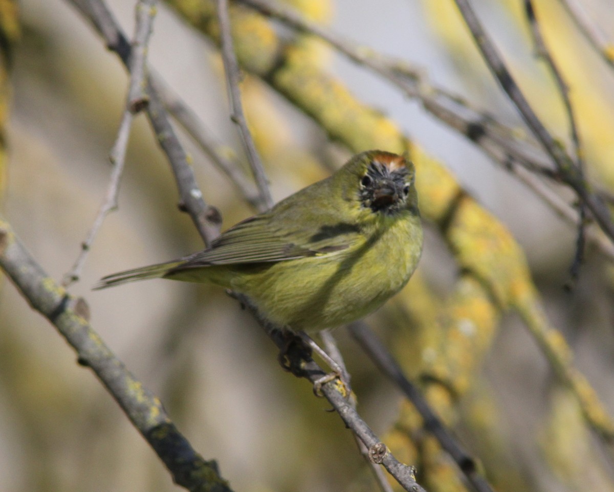 Orange-crowned Warbler - Hendrik Swanepoel