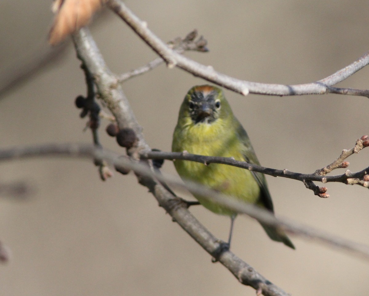 Orange-crowned Warbler - ML167479881