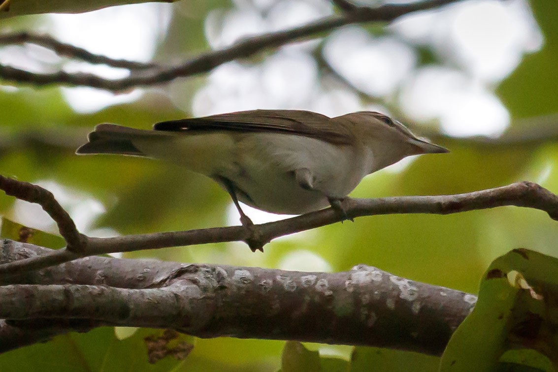 Red-eyed Vireo - Carole Rose