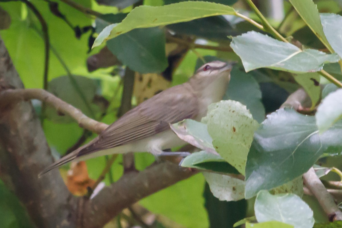 Kızıl Gözlü Vireo - ML167482381