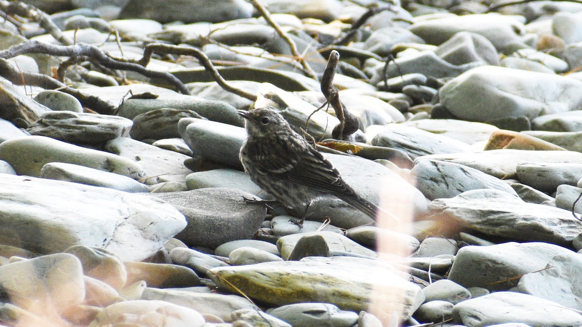 Yellow-rumped Warbler - ML167483161