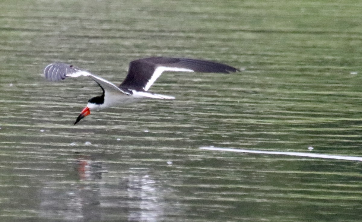Black Skimmer - ML167483991