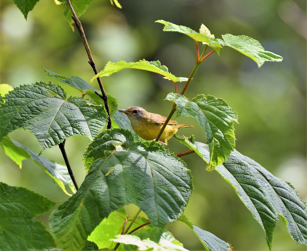 Mourning Warbler - Joe Girgente