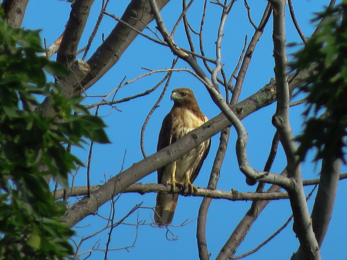 Red-tailed Hawk - ML167486391