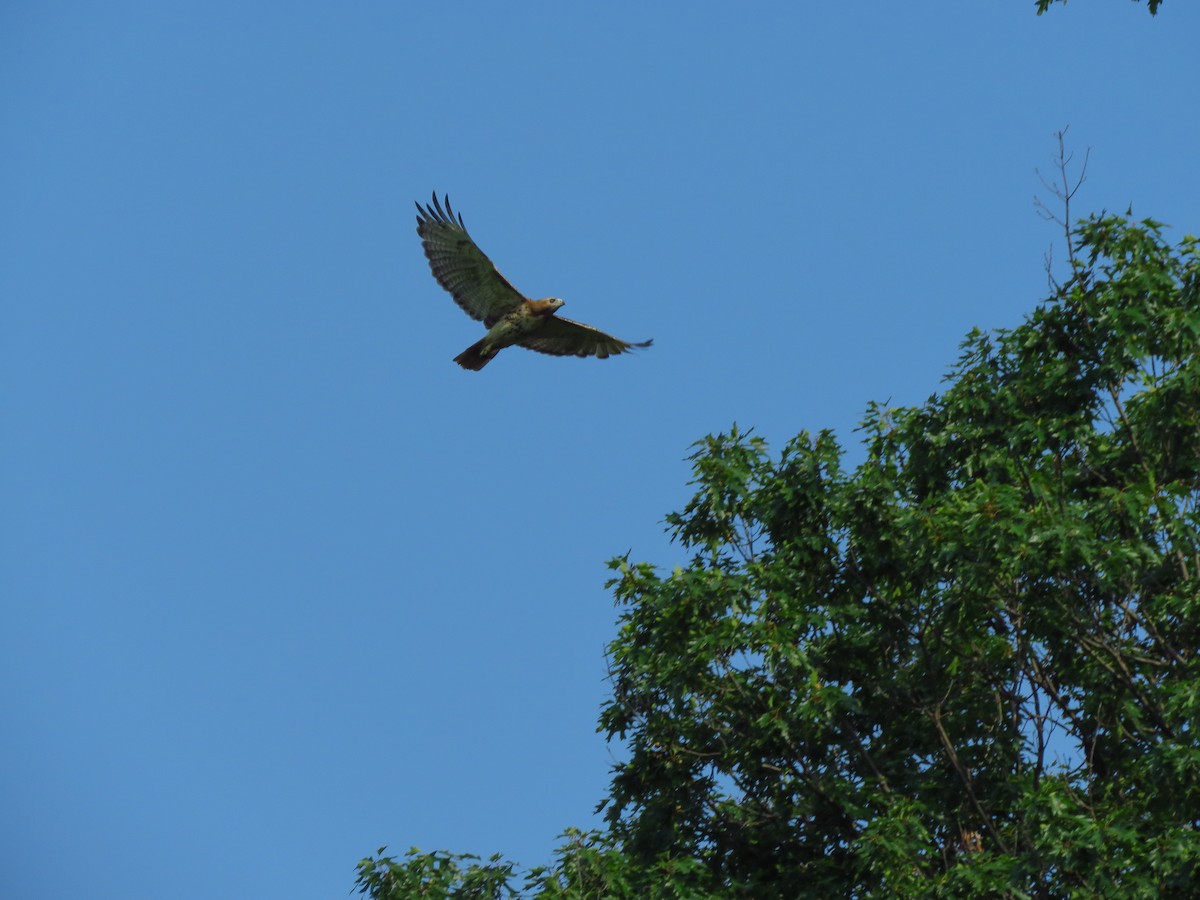 Red-tailed Hawk - ML167486401