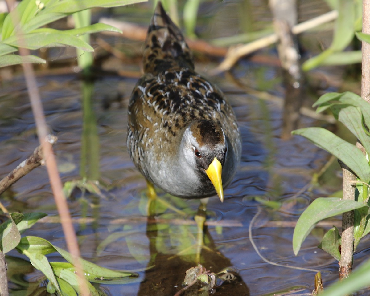 Polluela Sora - ML167491081