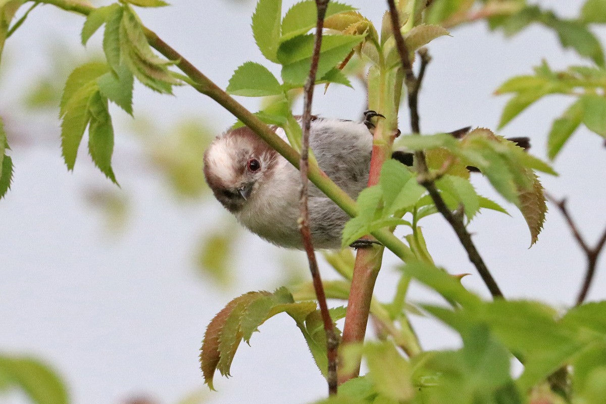 Long-tailed Tit - ML167491601