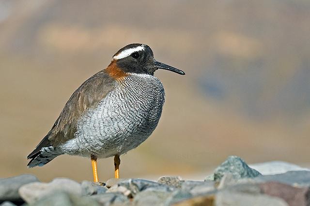 Diademed Sandpiper-Plover - ML167493511