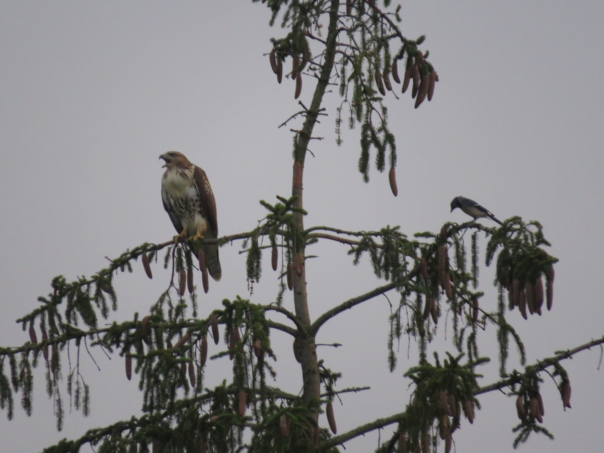 Red-tailed Hawk - ML167494601