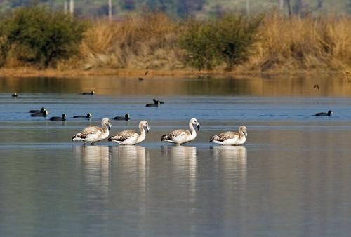 Chilean Flamingo - ML167494911