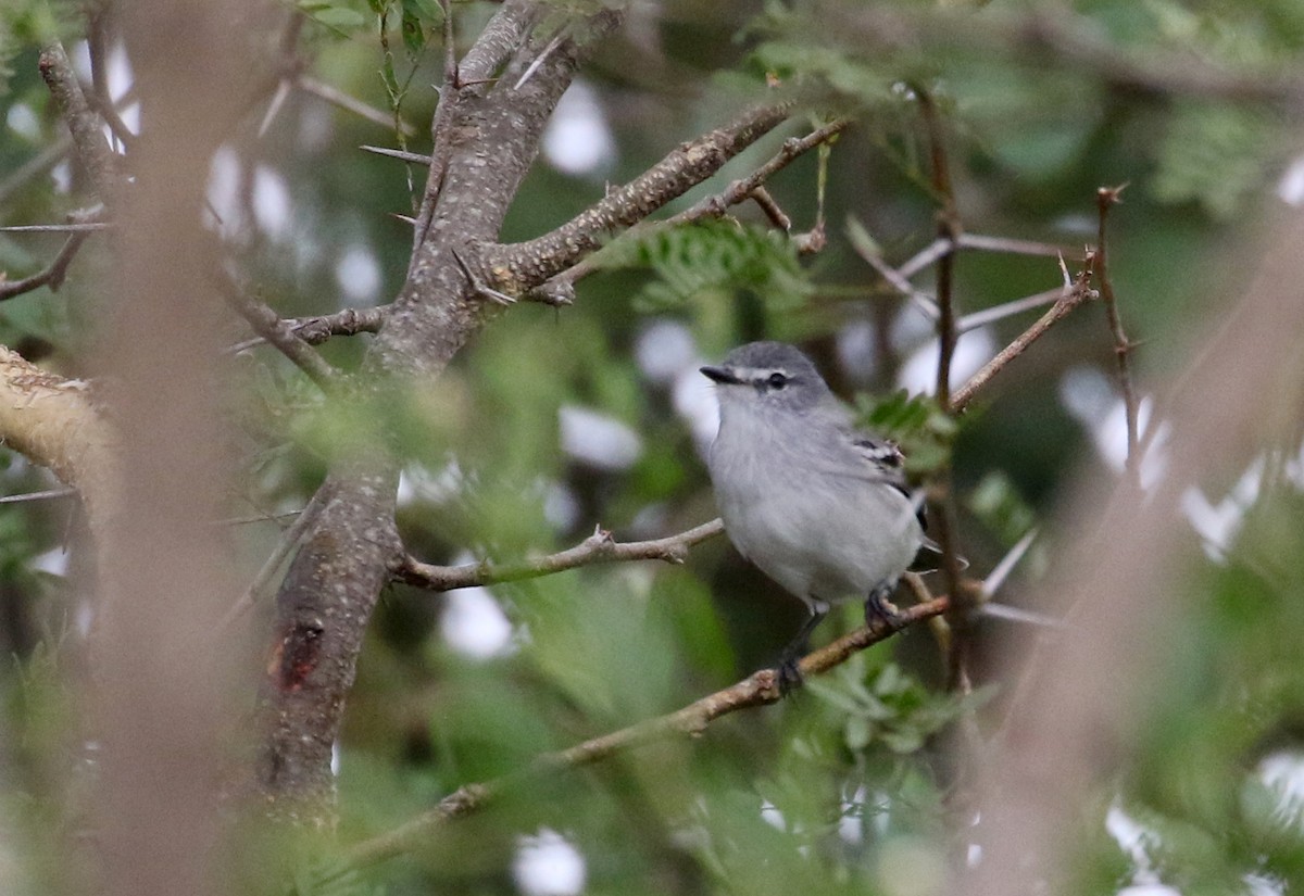 White-crested Tyrannulet (Sulphur-bellied) - ML167496711