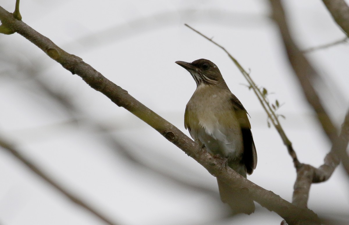 Creamy-bellied Thrush - ML167497251