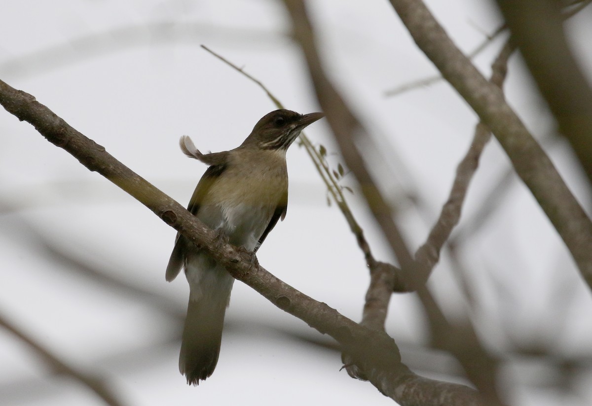 Creamy-bellied Thrush - ML167497341