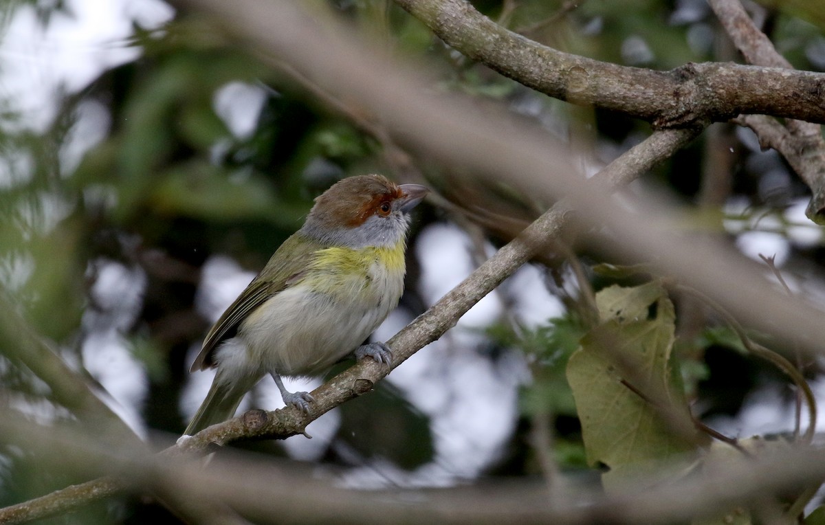 Rufous-browed Peppershrike (Northern) - ML167497361