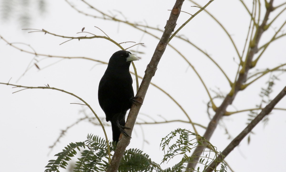 Solitary Black Cacique - ML167497461