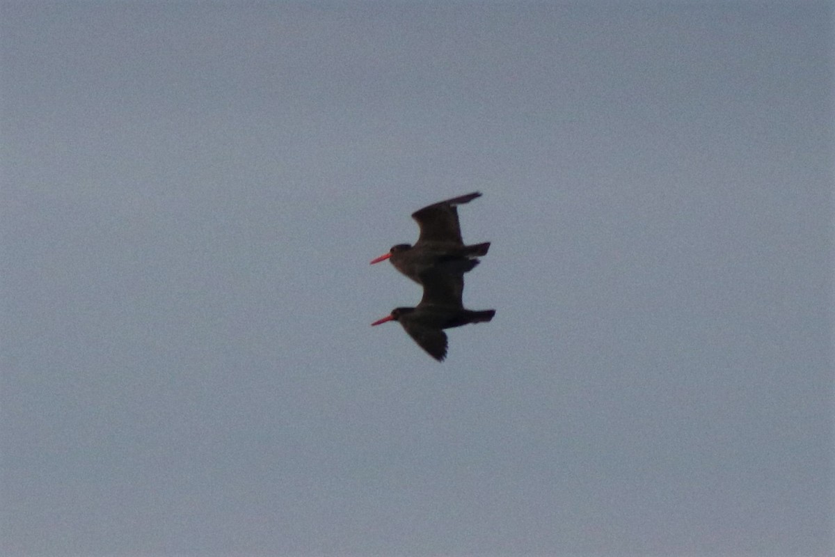 Black Oystercatcher - ML167498381