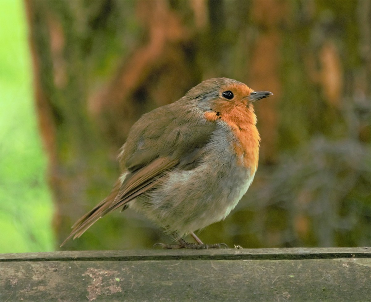 European Robin - ML167501211