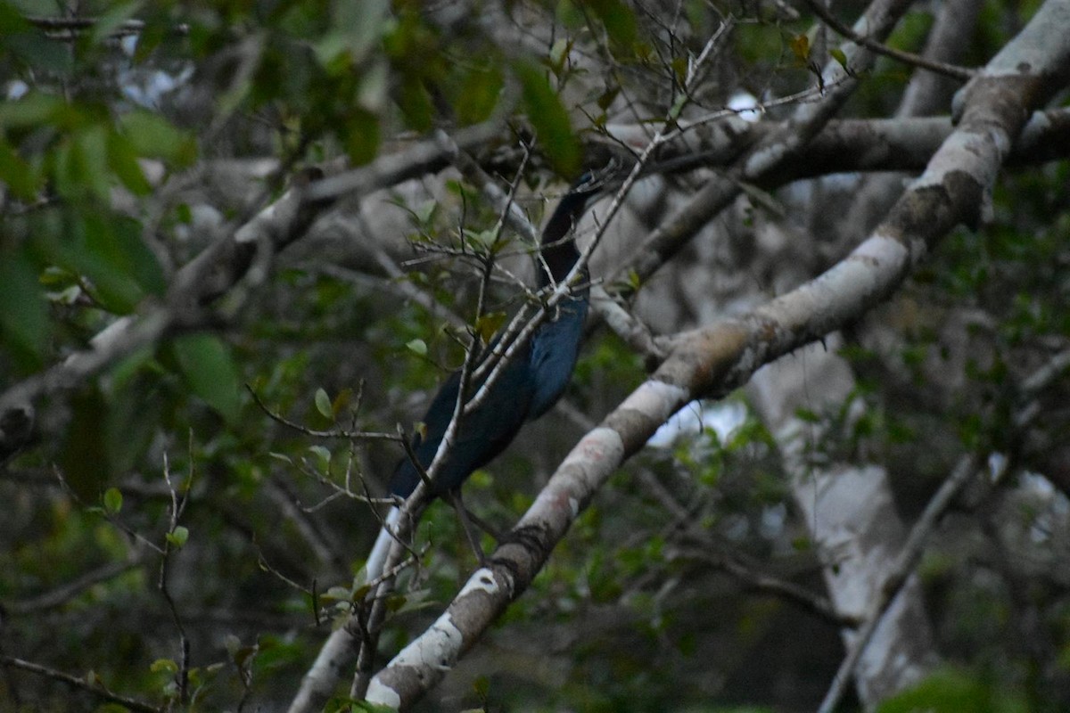 Agami Heron - Reserva  Biológica Limoncocha