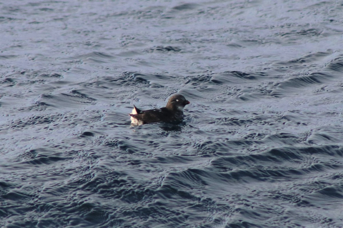 Least Auklet - ML167503491