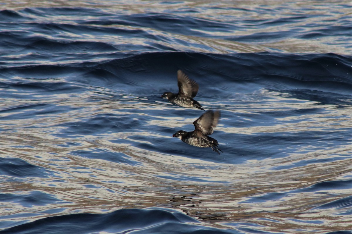 Least Auklet - ML167503501