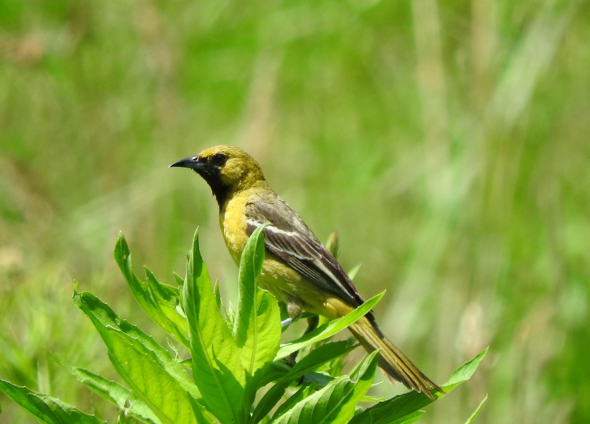 Orchard Oriole - Cristina Hartshorn