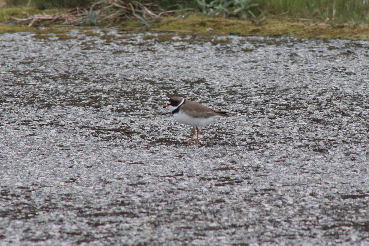 Semipalmated Plover - ML167504651