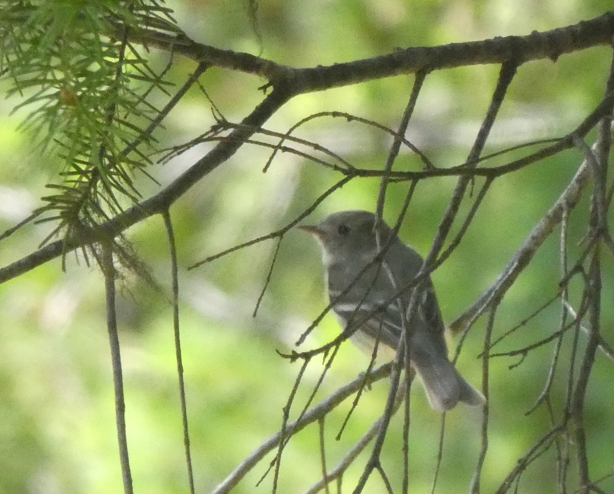 Dusky Flycatcher - ML167504811