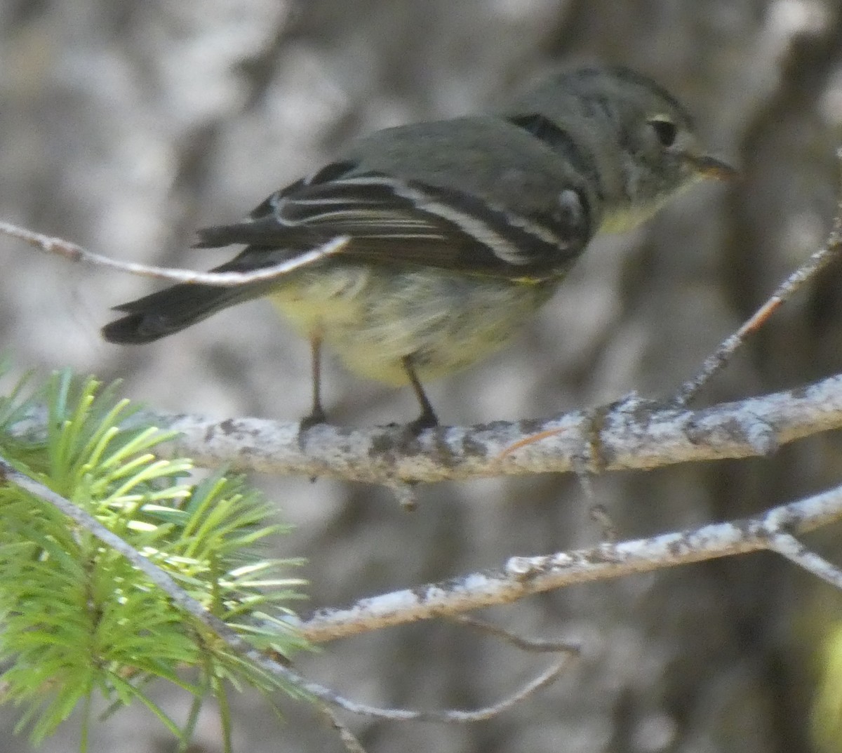 Dusky Flycatcher - James Tiedeman