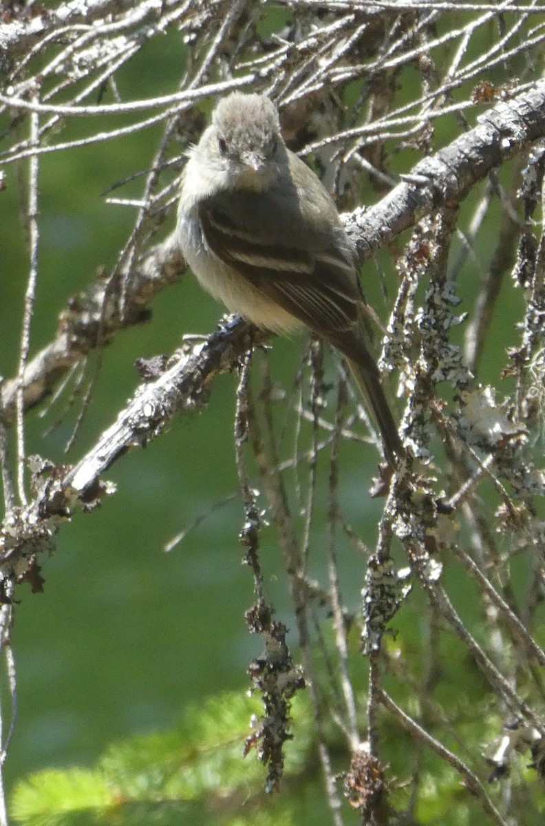 Dusky Flycatcher - ML167504921