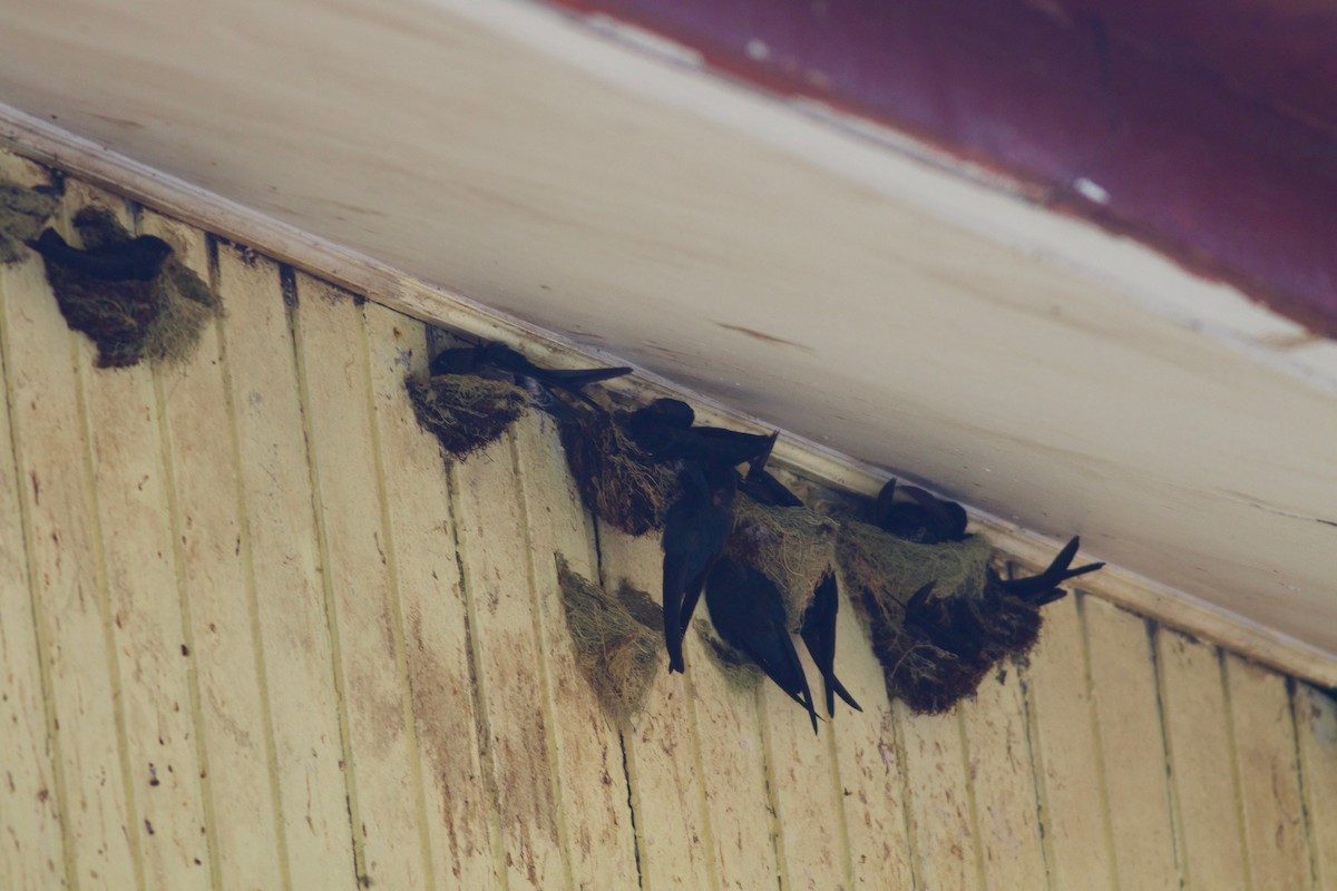 Plume-toed Swiftlet - ML167505711