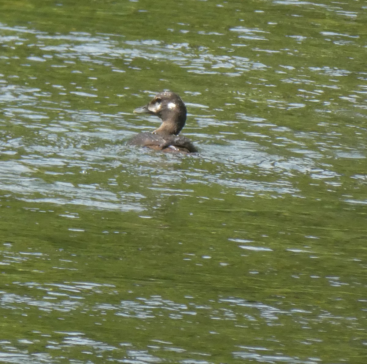 Harlequin Duck - ML167506351