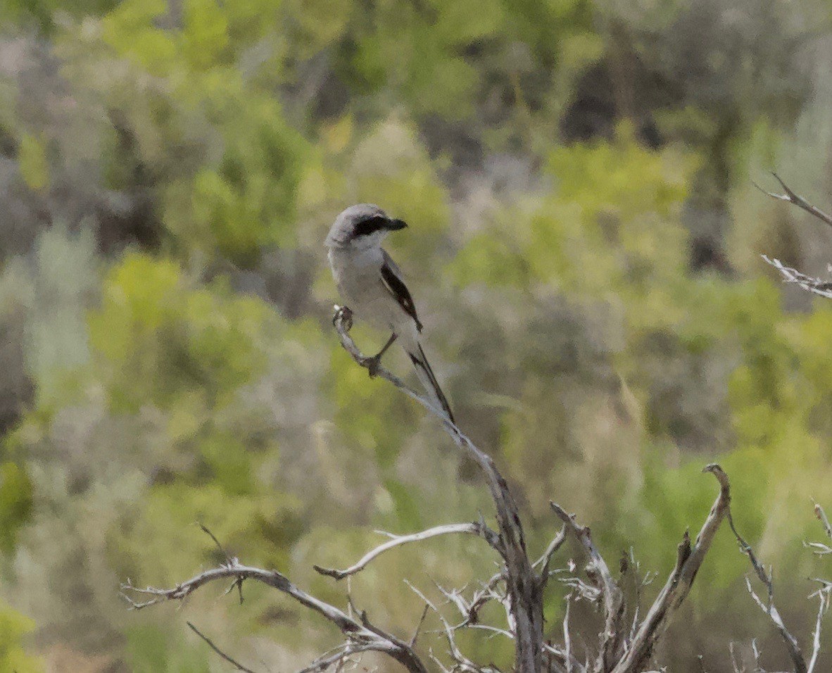 Loggerhead Shrike - Terence Degan