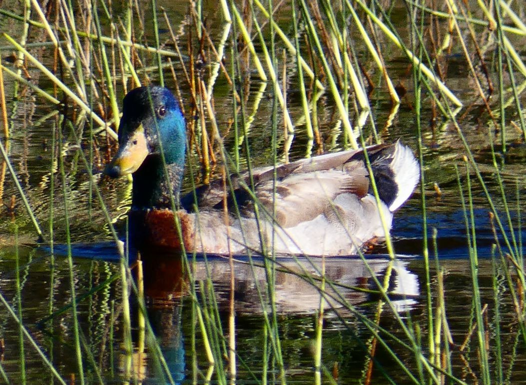 Mallard - Bill Pranty