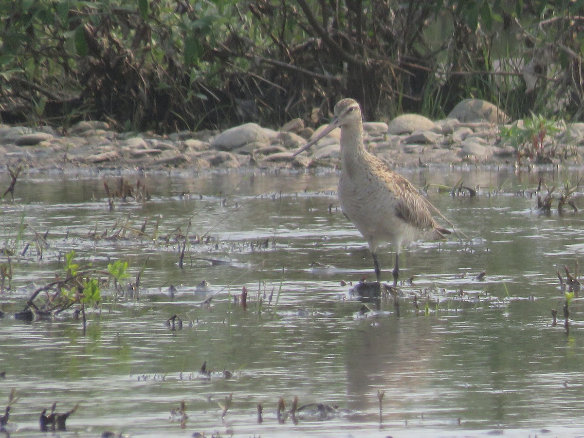 Bar-tailed Godwit - ML167512361