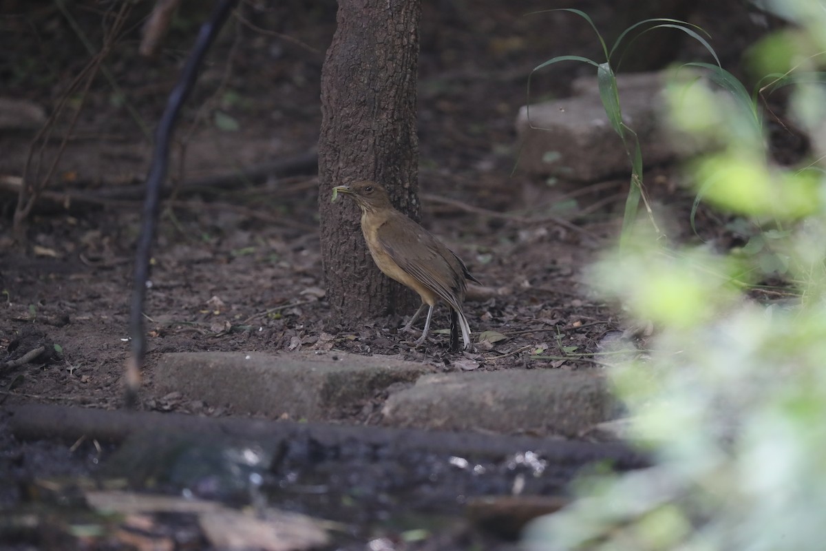 Clay-colored Thrush - Arturo Kirkconnell Jr