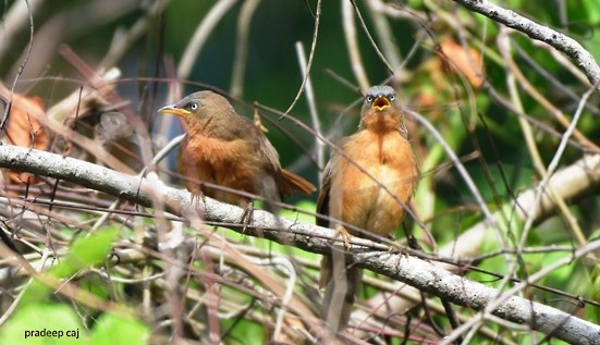 Rufous Babbler - ML167513651