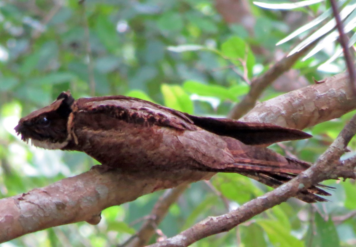 Great Eared-Nightjar - ML167514201