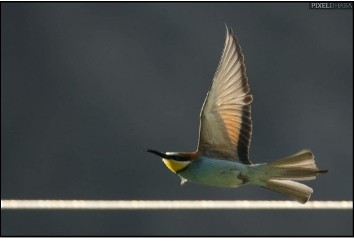 European Bee-eater - ML167515051