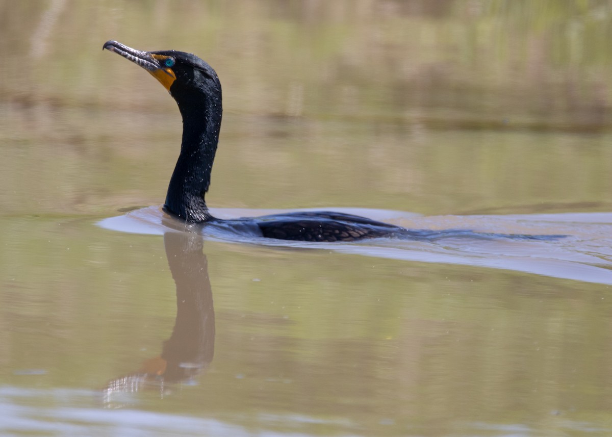 Double-crested Cormorant - ML167516061