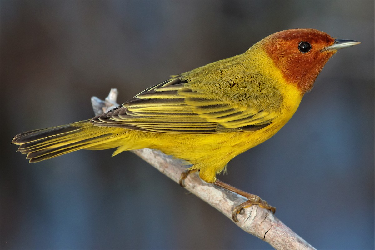 Yellow Warbler (Mangrove) - ML167516361