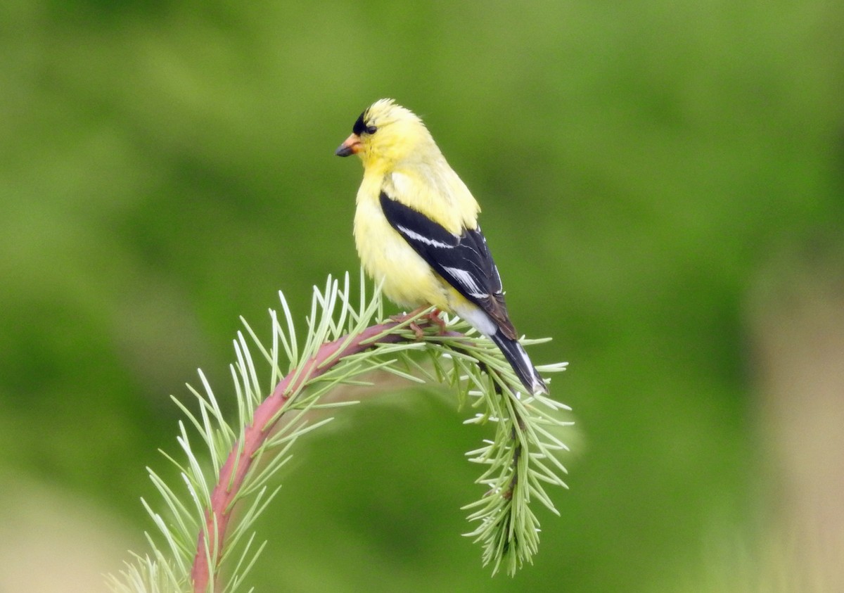American Goldfinch - ML167516611