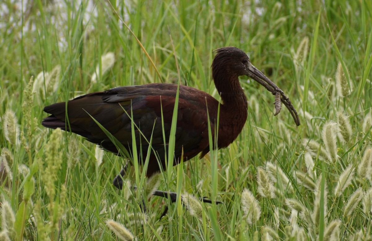 ibis americký - ML167518191