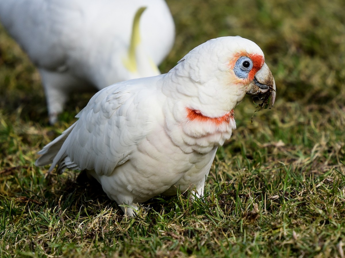 Long-billed Corella - ML167519731