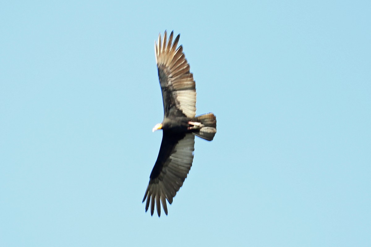 Greater Yellow-headed Vulture - ML167521051